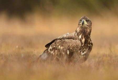 White tailed eagle (Haliaeetus albicilla)の写真素材
