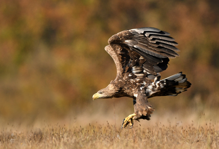 White tailed eagle (Haliaeetus albicilla)の写真素材