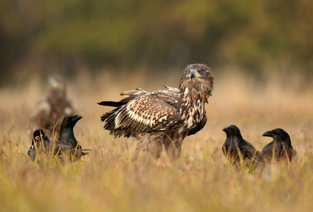 White tailed eagle (Haliaeetus albicilla)の写真素材
