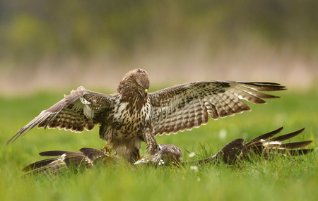 Common buzzards (Buteo buteo)の写真素材