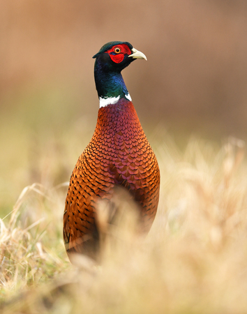 Ringneck Pheasant (Phasianus colchicus)の写真素材