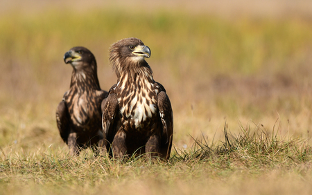 White tailed eagle (Haliaeetus albicilla)の写真素材