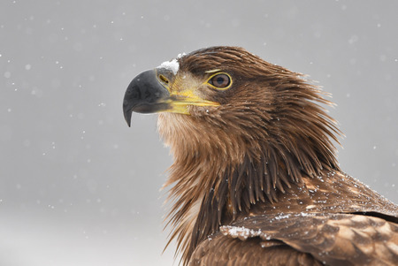 White tailed eagle (Haliaeetus albicilla)の写真素材
