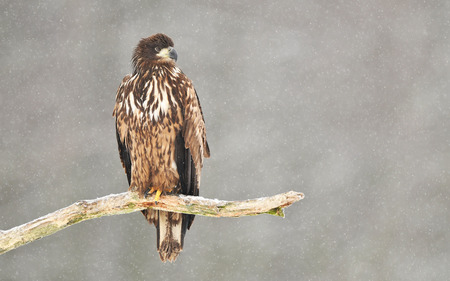 White tailed eagle (Haliaeetus albicilla)