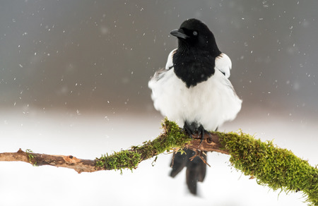 Magpie (Pica pica)の写真素材
