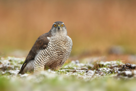 Northern goshawk (Accipiter gentilis)の写真素材