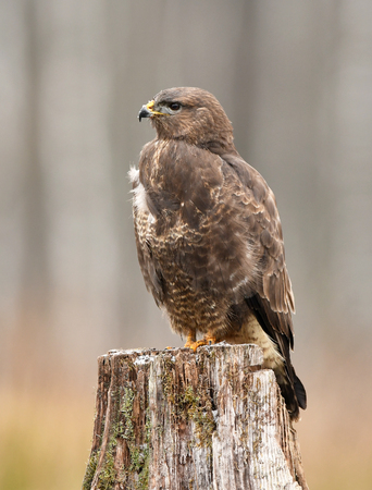 Common buzzard (Buteo buteo)の写真素材