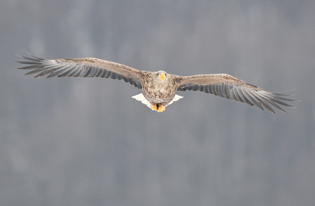 White tailed eagle (Haliaeetus albicilla)