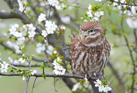 Little owl (Actene noctua)の写真素材