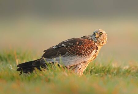 Western Marsh harrier (Circus aeruginosus) - maleの写真素材