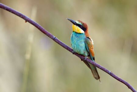 European bee eater (Merops apiaster)