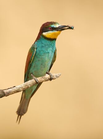 European bee eater (Merops apiaster)の写真素材