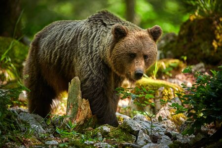 Wild brown bear (Ursus arctos) close upの写真素材