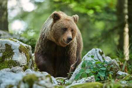 Wild brown bear (Ursus arctos) close upの写真素材