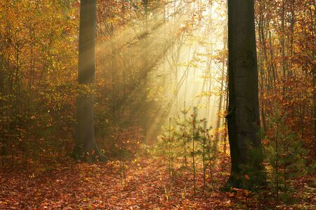 Autumn morning in old forestの写真素材