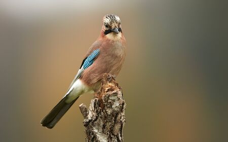 Eurasian jay (Garrulus glandarius) close up