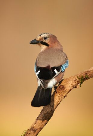 Eurasian jay (Garrulus glandarius) close upの写真素材
