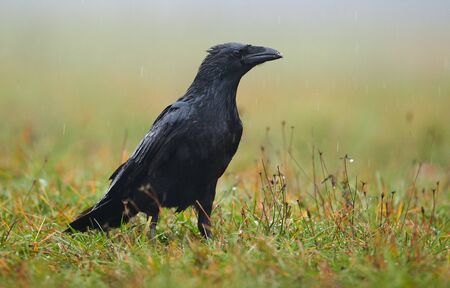 Raven (Corvus corax) close upの写真素材