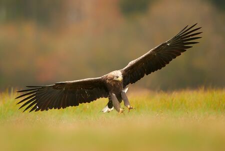 White tailed eagle (Haliaeetus albicilla)