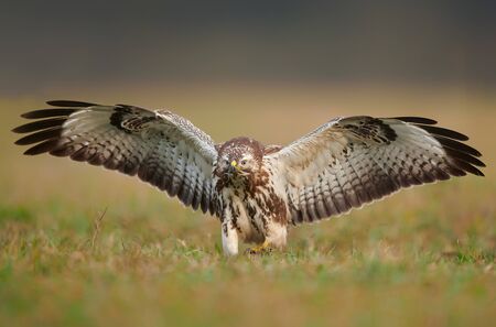 Common buzzard (Buteo buteo) close upの写真素材