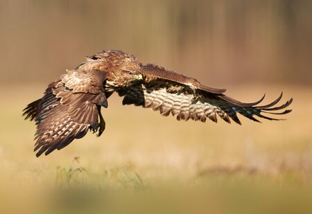 Common buzzard (Buteo buteo) in flight