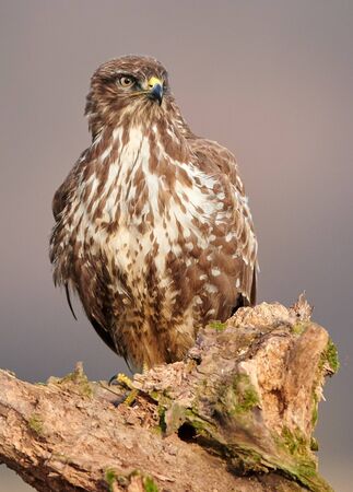 Common buzzard (Buteo buteo) close upの写真素材