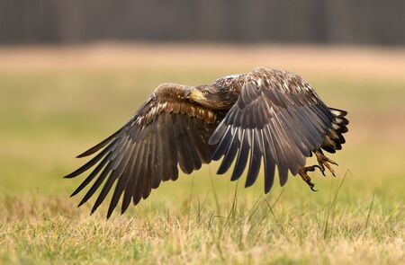 White tailed eagle (Haliaeetus albicilla)の写真素材