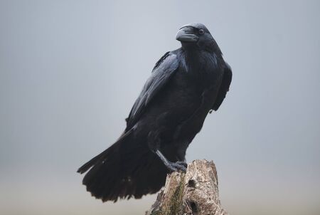 Raven (Corvus corax) close upの写真素材