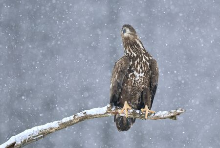 White tailed eagle (Haliaeetus albicilla)の写真素材