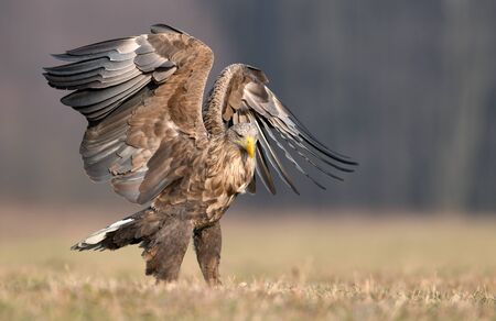 White tailed eagle (Haliaeetus albicilla)の写真素材
