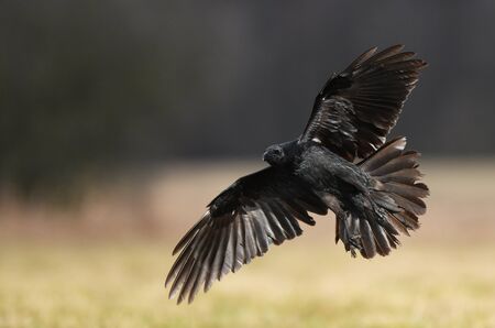 Raven (Corvus corax) close upの写真素材