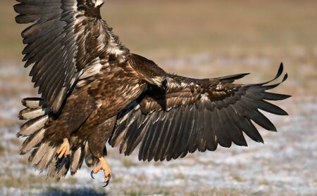 White tailed eagle (Haliaeetus albicilla)の写真素材
