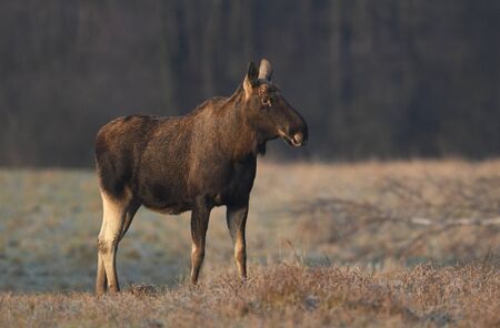 Elk / Moose (Alces alces) close upの写真素材