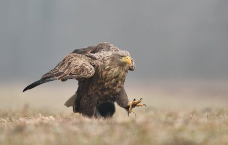 White tailed eagle (Haliaeetus albicilla)の写真素材
