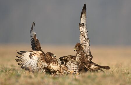 Common buzzard (Buteo buteo) in fightの写真素材