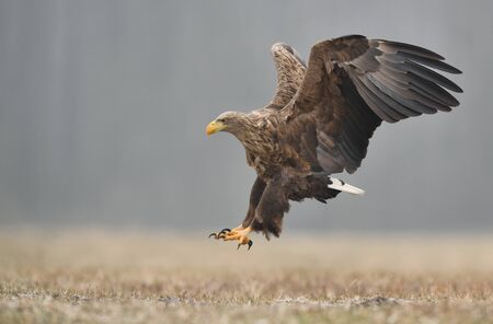 White tailed eagle (Haliaeetus albicilla)の写真素材
