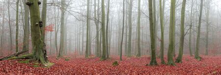 Panorama of forest covered with fogの写真素材