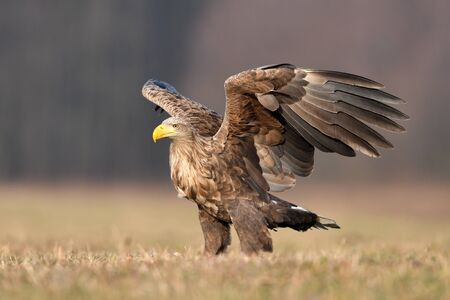 White tailed eagle (Haliaeetus albicilla)の写真素材