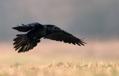 Raven (Corvus corax) close upの写真素材