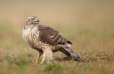 Northern goshwak (Accipiter gentilis) close upの写真素材