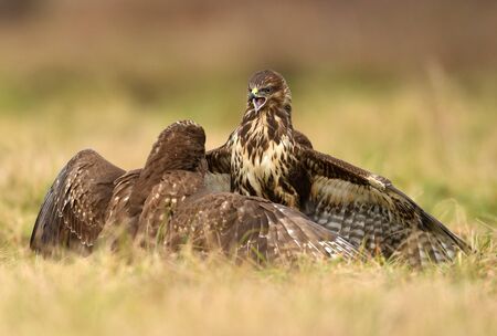 Common buzzard (Buteo buteo) in fightの写真素材