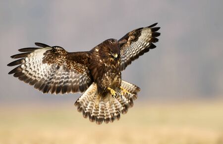 Common buzzard (Buteo buteo) in flightの写真素材