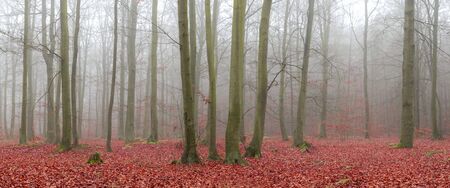 Panorama of forest covered with fogの写真素材