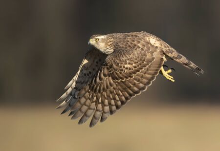 Northern goshwak (Accipiter gentilis) close upの写真素材