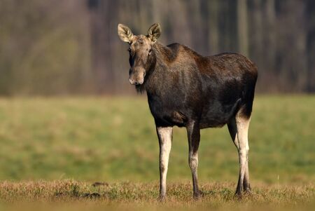 Elk / Moose (Alces alces) close upの写真素材