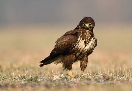 Common buzzard (Buteo buteo) close upの写真素材