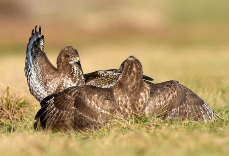 Common buzzard (Buteo buteo) in fightの写真素材