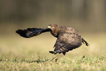 Common buzzard (Buteo buteo) in flightの写真素材