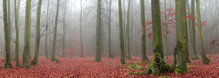 Panorama of forest covered with fogの写真素材