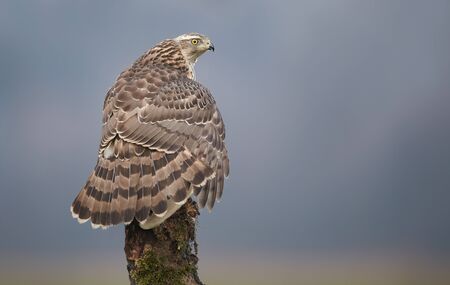 Northern goshwak (Accipiter gentilis) close upの写真素材